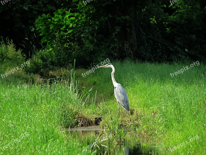 Heron Environment Water Nature Free Photos