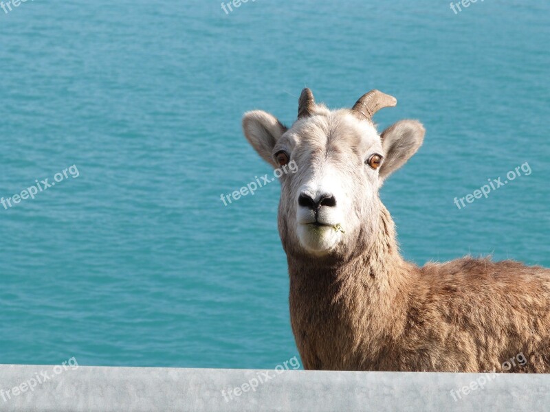 Blue Background Goat Mountain Goat Cute White Goat