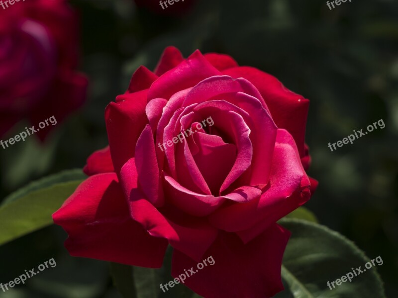 Rose Flower Beauty Petals Garden