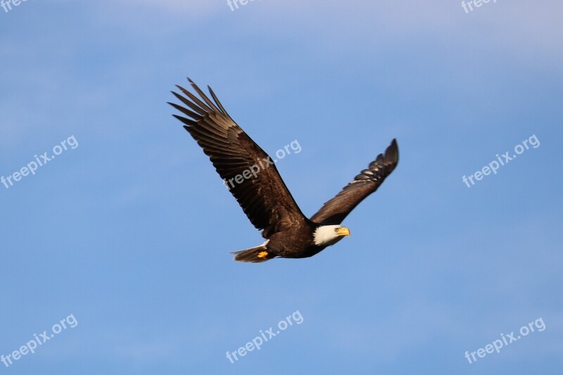 Eagle Vancouver Island Bird West Coast Canada