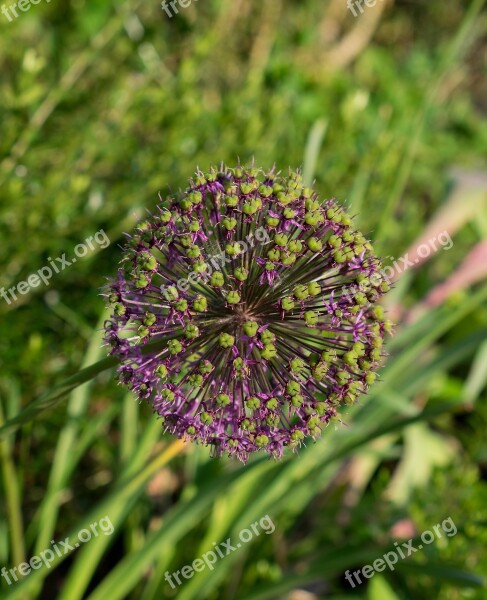 Ornamental Onion Allium Garden Plant Flower Ball Spring