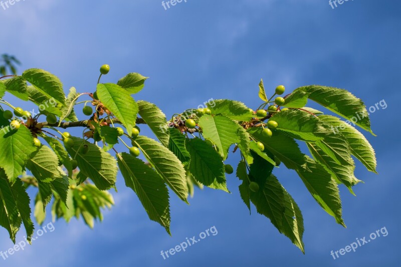 Wild Cherry Green Cherries Cherry Tree Green Spring