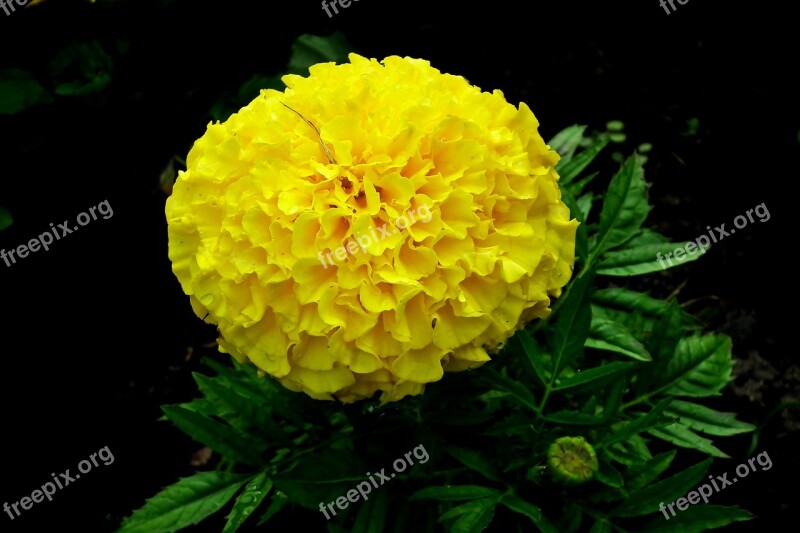 Marigold Flower Yellow Garden Spring