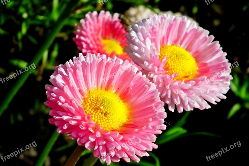 Daisies Flowers Spring Garden Nature