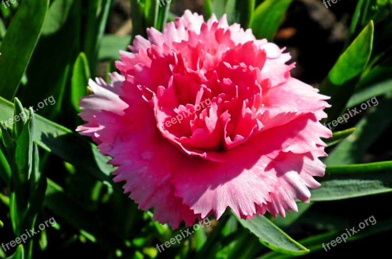 Gożdzik Flower Pink Spring Garden