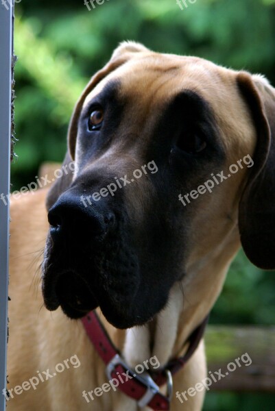 Dog Great Dane Pet Large Free Photos