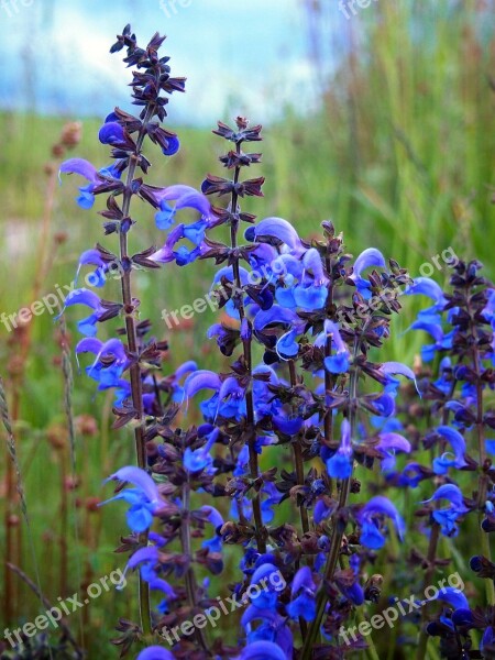 Sage Wild Sage Meadow Flowers Pointed Flower