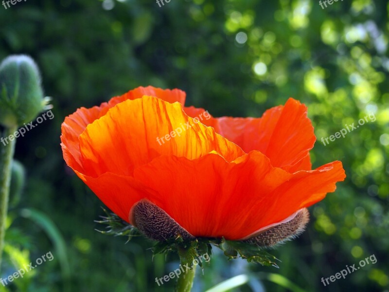 Poppy Garden Flower Blossom Bloom