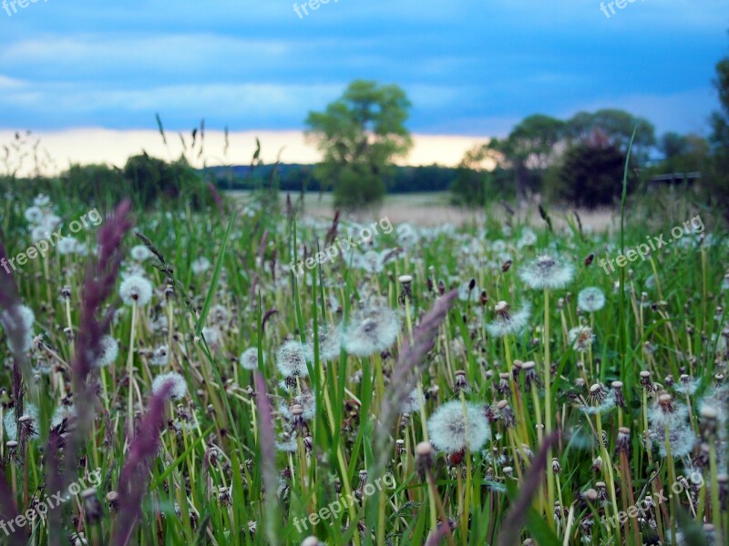 Flowers Meadow Summer Flower Meadow Blossom