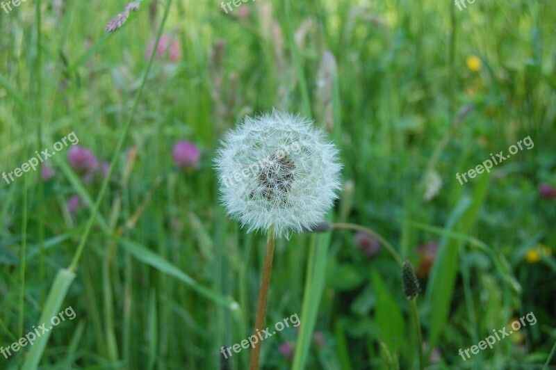 Dandelion White Seed Pollen Country