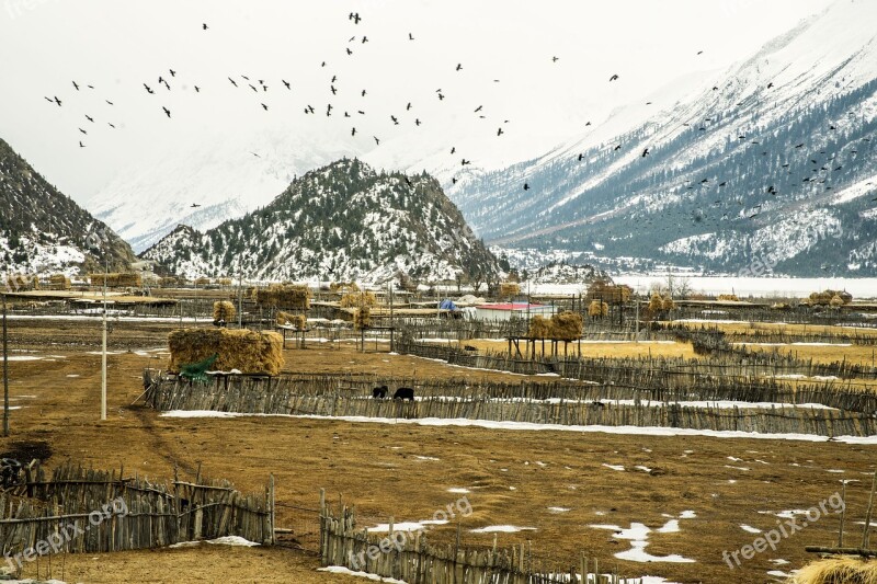 Farm Residual Snow Crow Cow Scenery