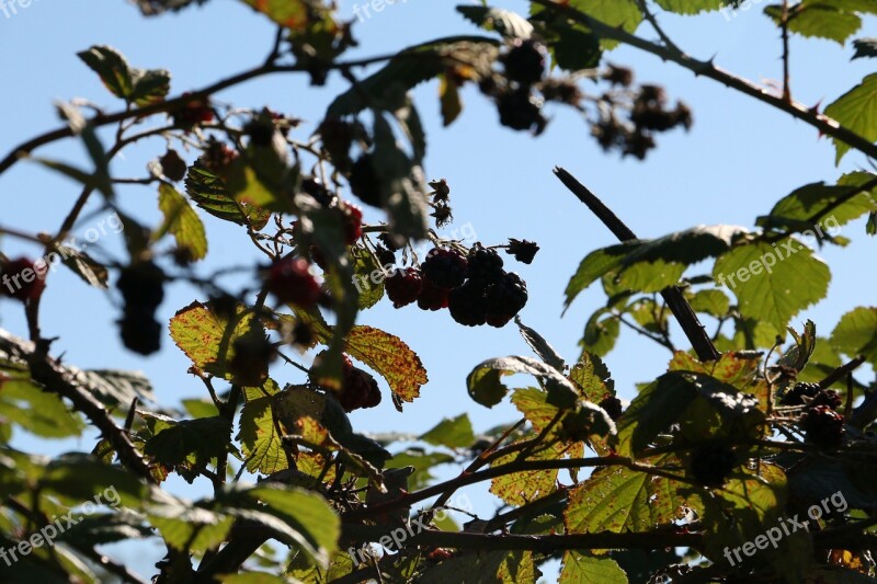 Brombærgren Blue Sky Late Summer Fruits Natural