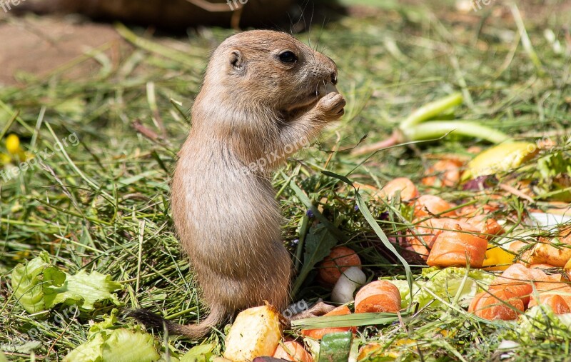 Prairie Dog Rodent Animal Animal World Small