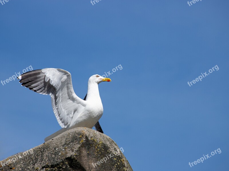 Seagull Bird Animal Animal World Nature