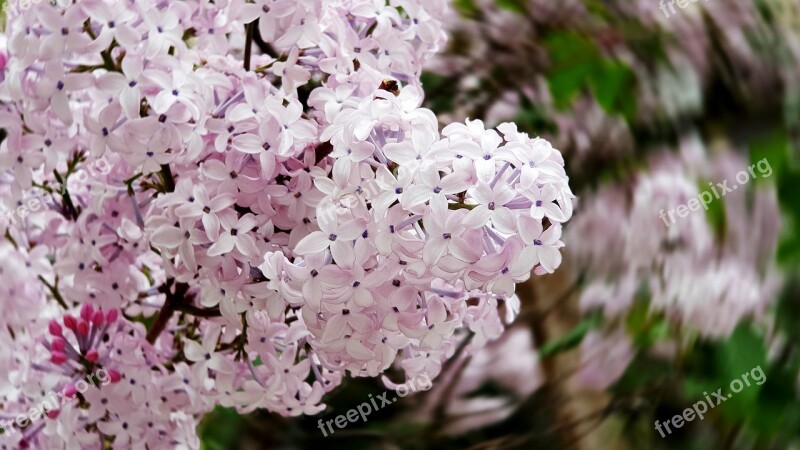 Flowers White Pink Spring Spring Flowers