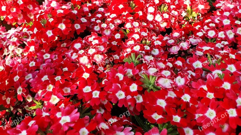 Flowers Red Flower Garden Nature Beautiful