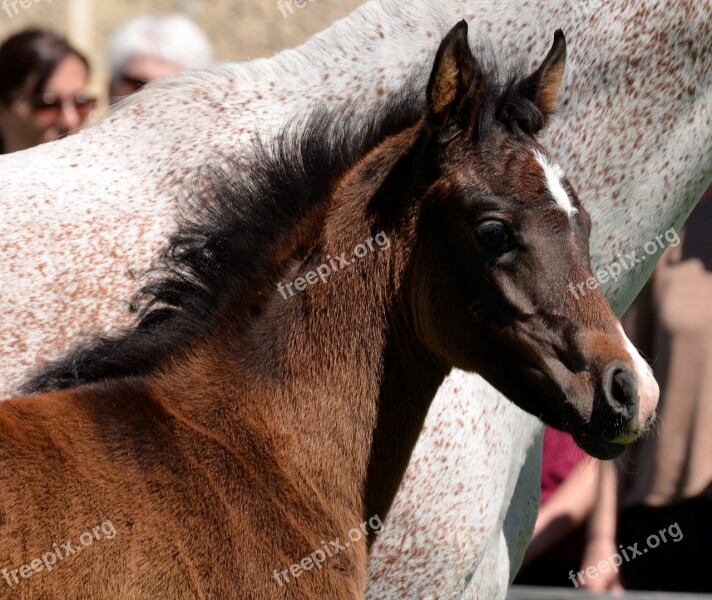 Main And State Stud Marbach The Day Of The Arab Mare Foal Mold