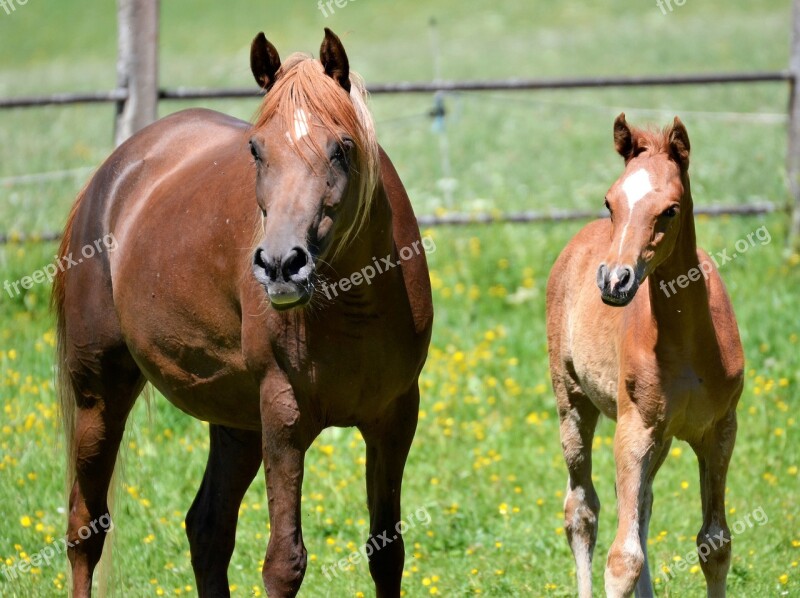 Main And State Stud Marbach The Day Of The Arab Mare Foal Mold