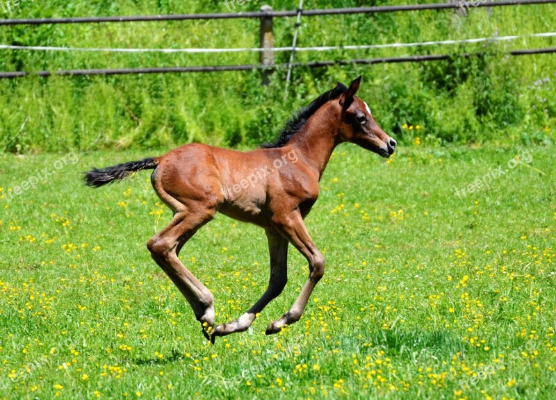 Main And State Stud Marbach The Day Of The Arab Mare Foal Mold