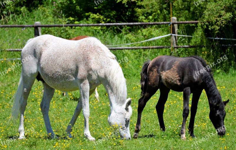 Main And State Stud Marbach The Day Of The Arab Mare Foal Mold