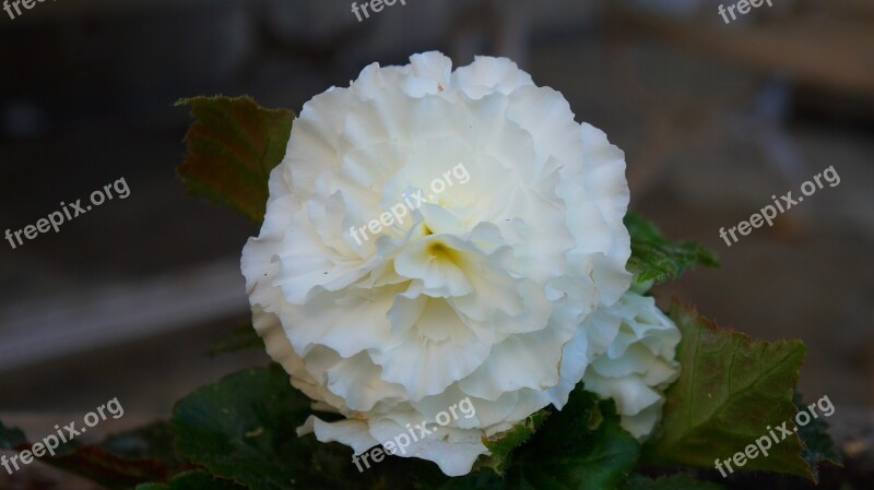 Nature Plants Flower White Garden