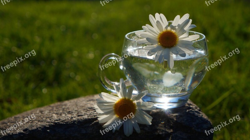 Nature Plants Flower Teacup Water