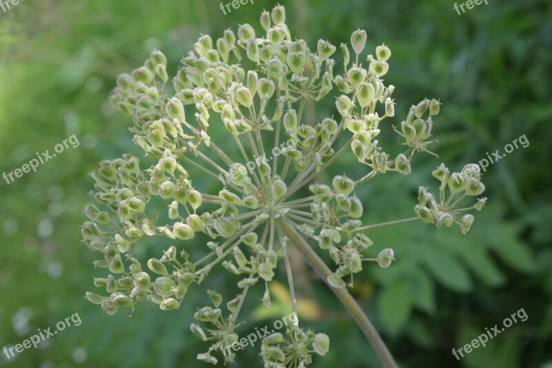 Flower Mountain Hill India Free Photos