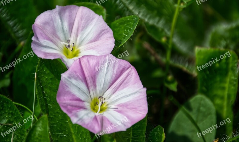 Bindweed Flower Pink Blossom Bloom