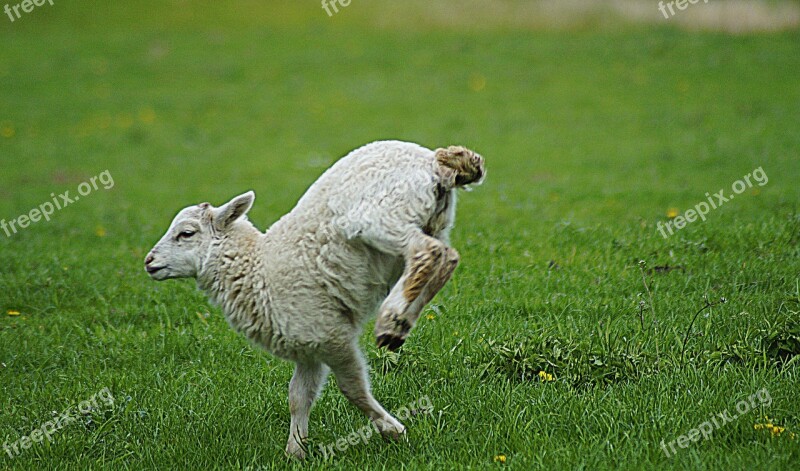 Sheep Lamb Hurry Fast Skip