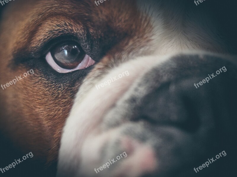 Oscar English Bulldog Bulldog Animals Dog