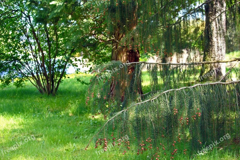 Arboretum Park Nature Landscape Forest