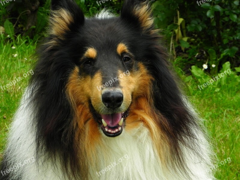 Collie Dog Animal Pet Purebred Dog