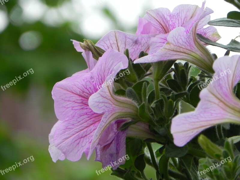 Petunia Summer Spring Blossom Bloom