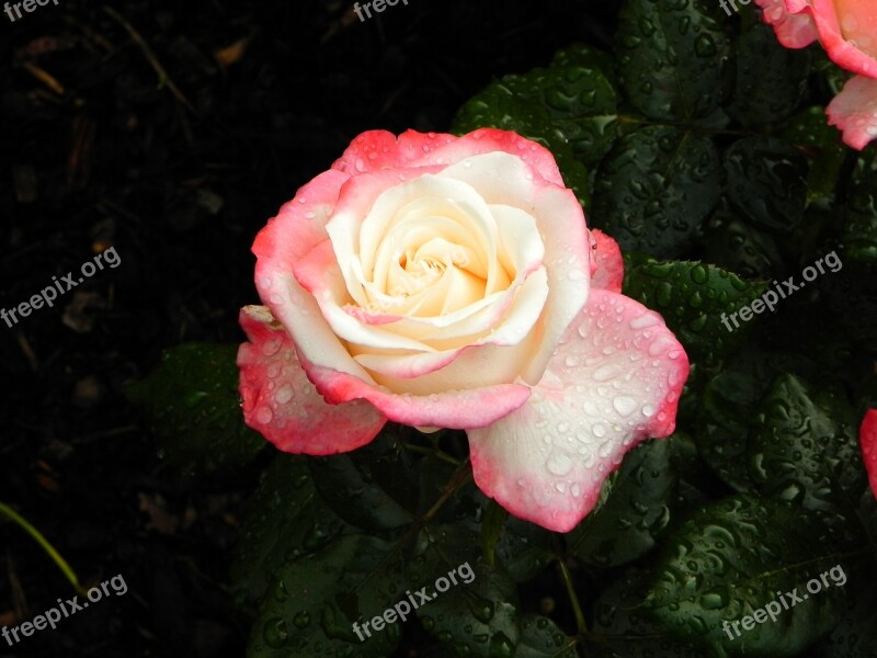 Rose Flower Blossom Bloom Nature