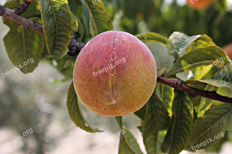 Peach Fruit Healthy Food Fresh