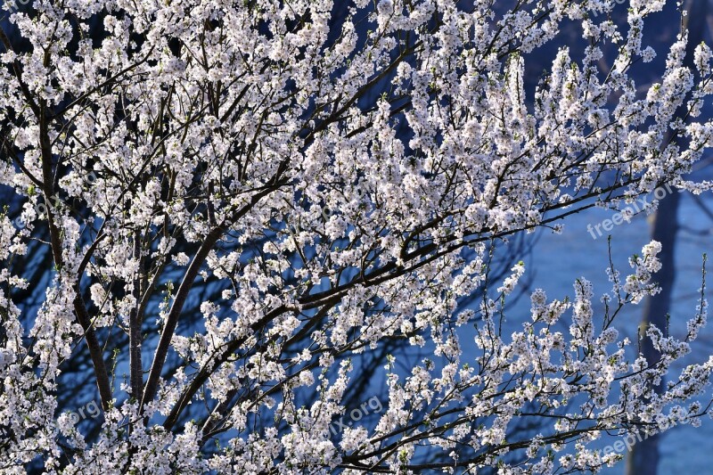 Blossom Spring Flowers Nature Flora