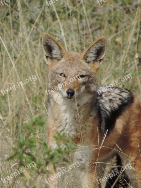 Blackbacked Jackal Wild Wildlife Nature