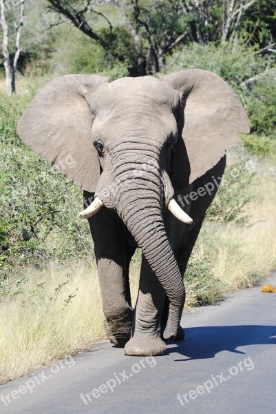 Elephant Big5 Bigfive Roadblock Animal