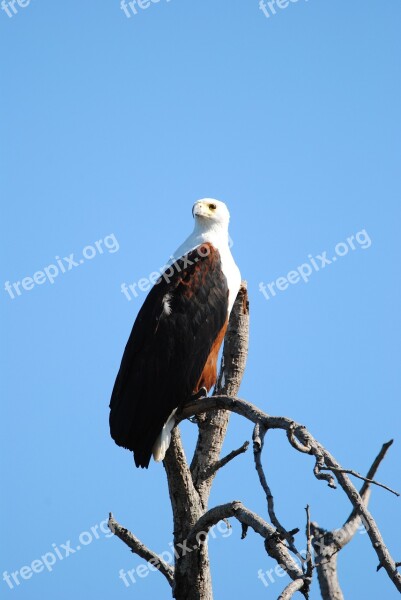 Fisheagle Eagle Bird Raptor Majestic