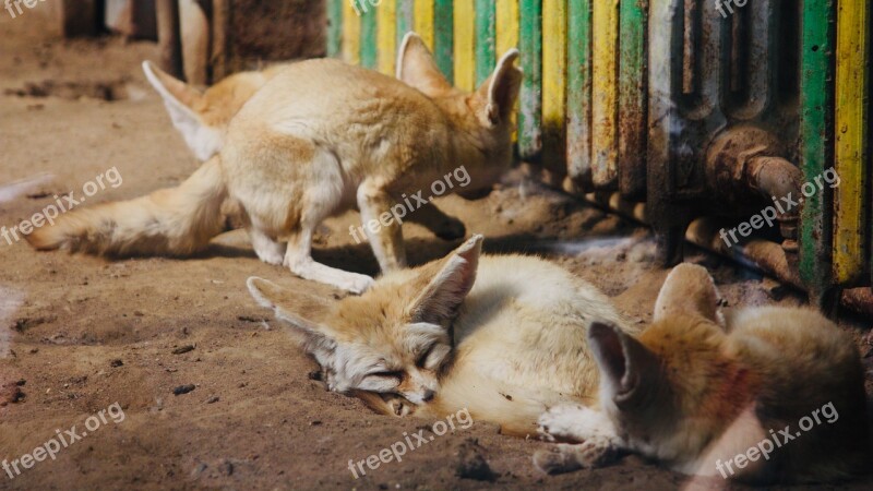 Fox Fennec Fox Fennek Zoo Cute