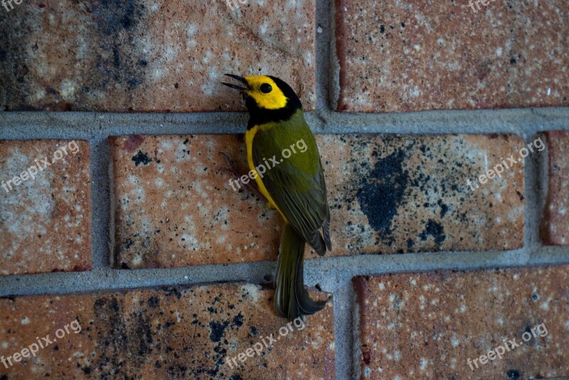 Bird Warbler Nature Songbird Wildlife