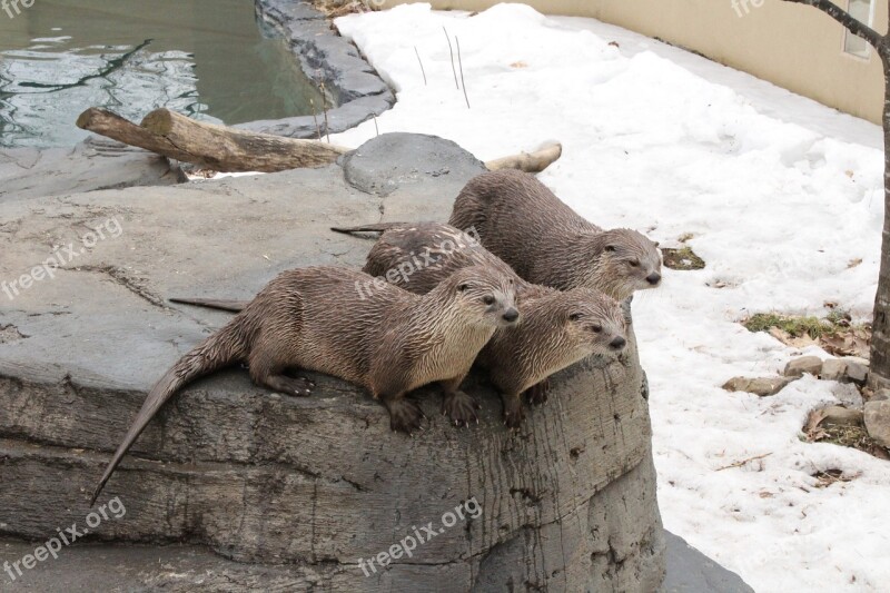 Otter Wet Adorable Fur Water