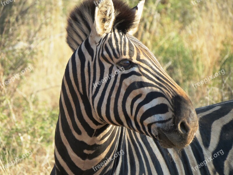 Zebra South Africa Safari Nature Animal