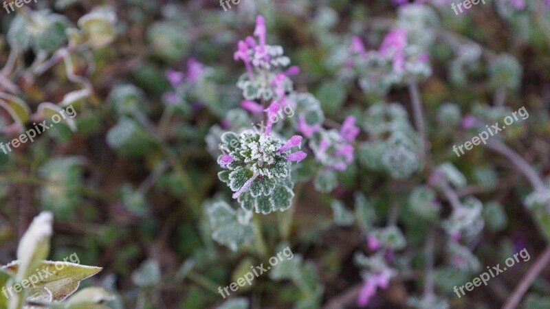 Flowers Nature Plants Wildflower Spring Flowers