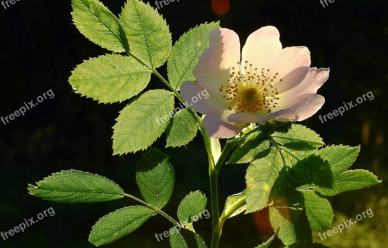 Wild Rose Light Foliage Figure Spring