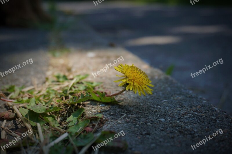 Dandelion Spring Plant Summer Wild Flower