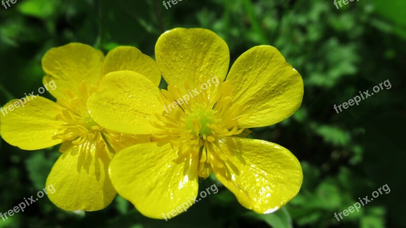 Flower Yellow Nature Blossom Free Photos