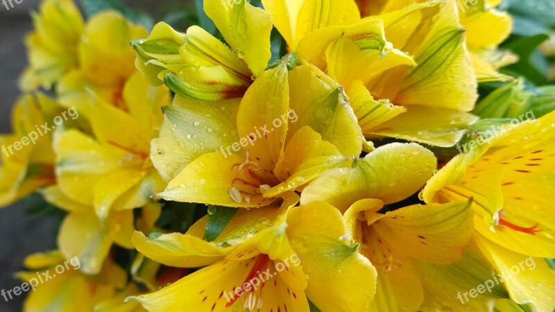 Alstroemeria Colorita Flower Yellow Bloom Stamens