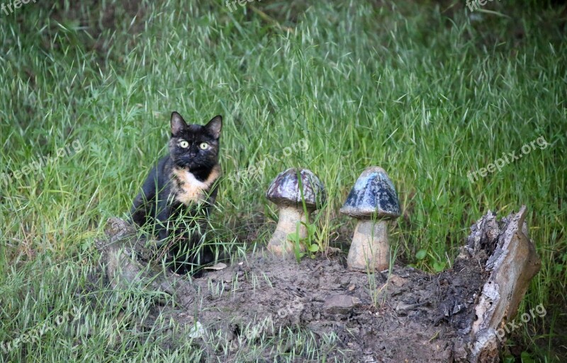 Tortoise Shell Cat Domestic Cat Pet Mushrooms