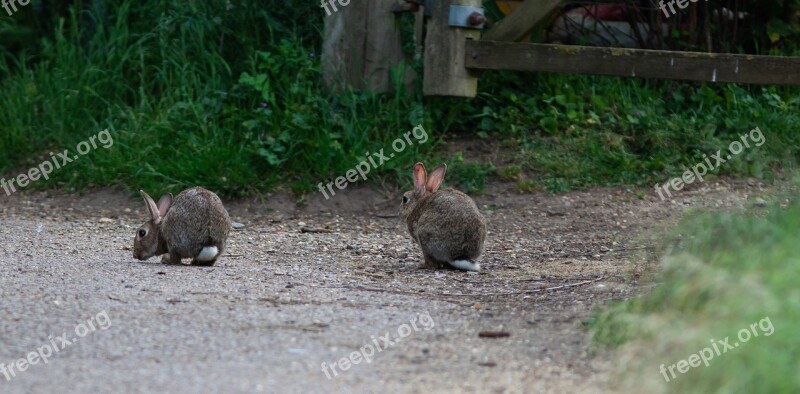 Rabbits Wild Rabbit Bunny Wildlife